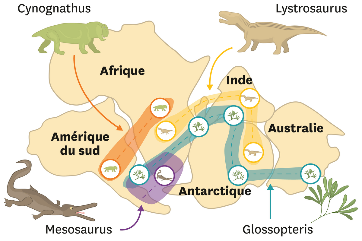 Illustration des continents regroupés avec des échanges d'animaux et de végétations entres les différents continents.
