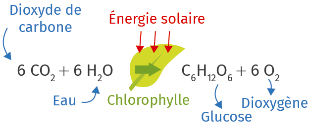 Équation de la photosynthèse