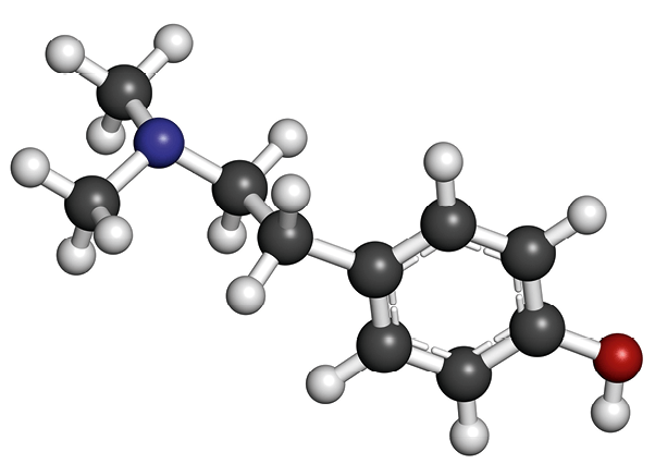 Modèle moléculaire de l'hordénine