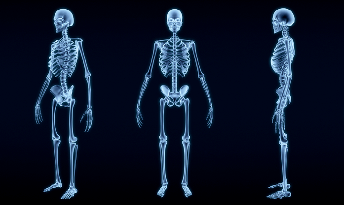 Squelettes humains vus aux rayons X