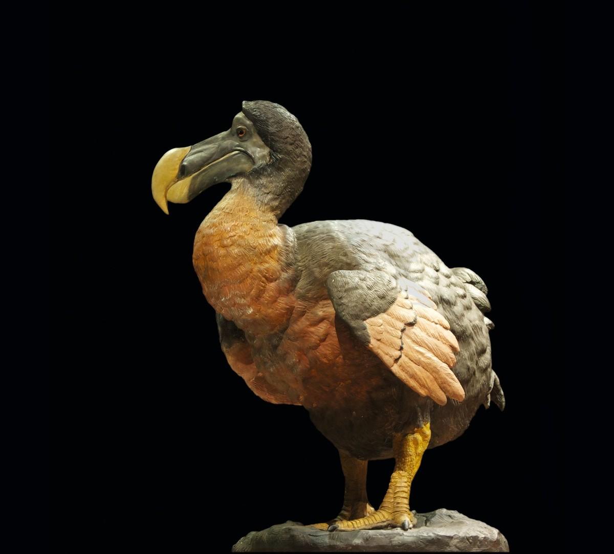 Reconstitution du dodo au Museum national d'histoire naturelle de Paris.