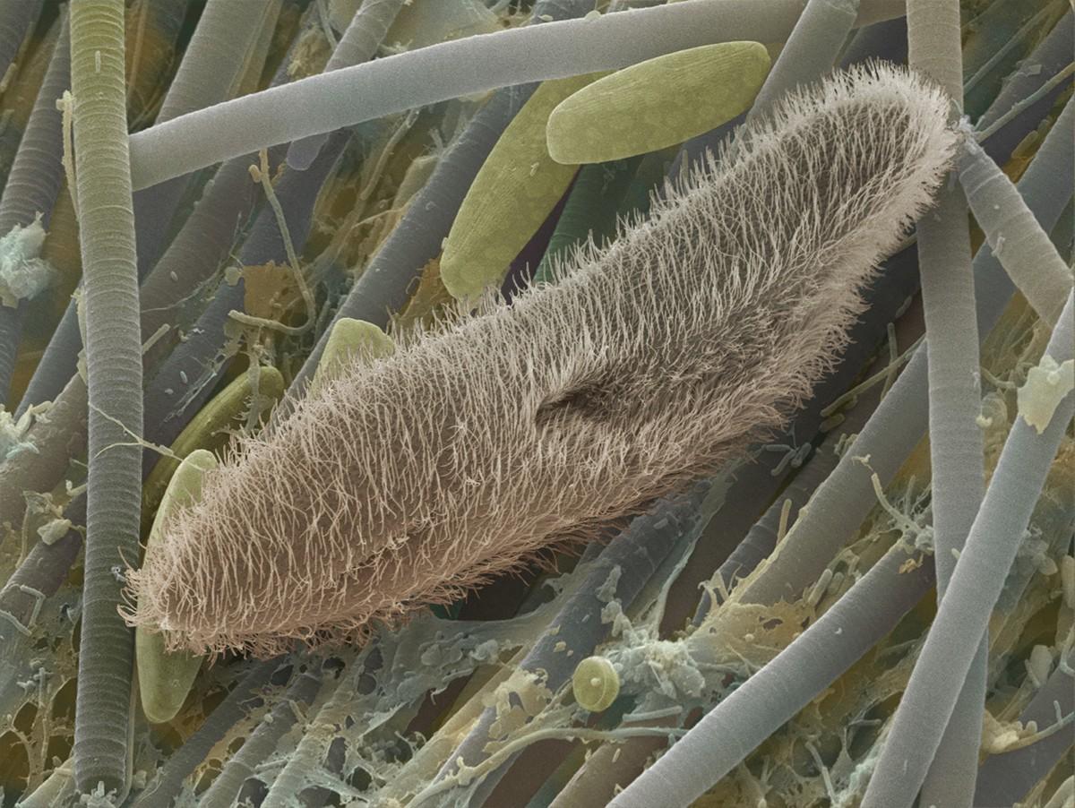 La paramécie, un unicellulaire cilié