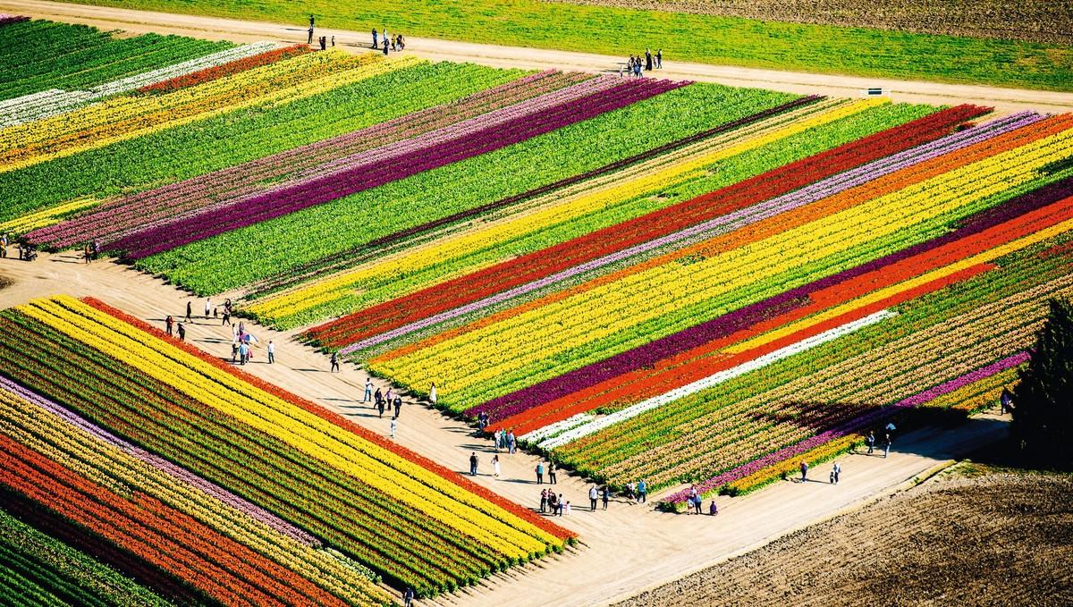 Un champ de tulipes au Pays-Bas.