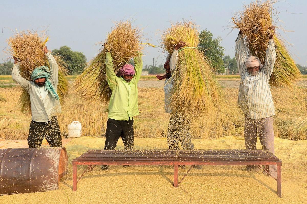 Des travailleurs agricoles battent le riz, près d'Amritsar, au Punjab (octobre 2018).