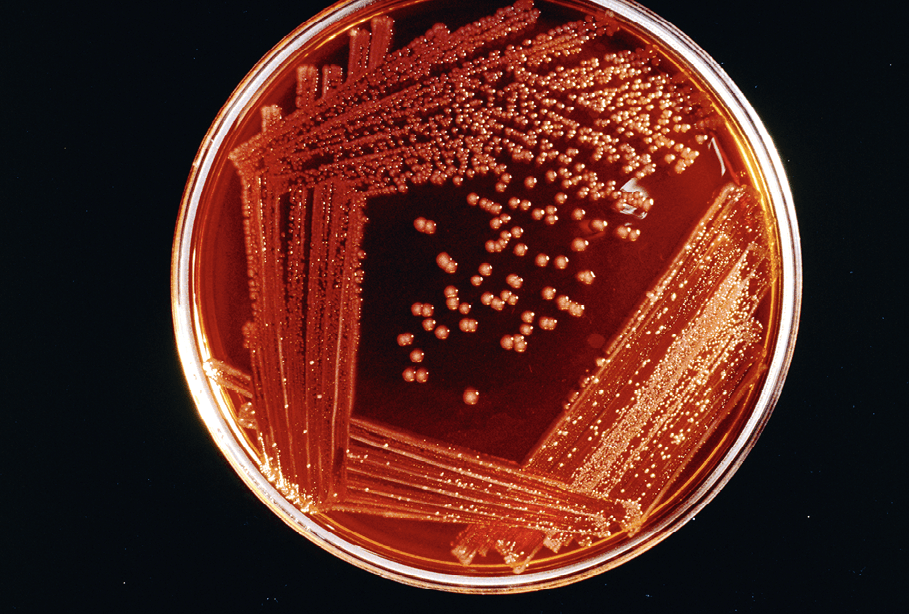 Croissance Bacteries