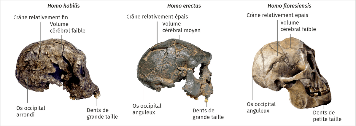 Caractères crâniens Homo
