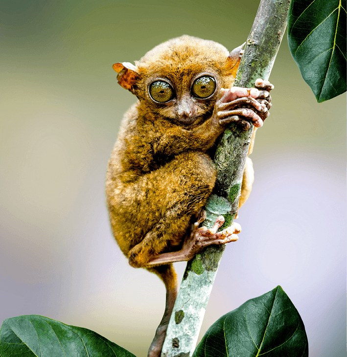 tarsier des Philippines