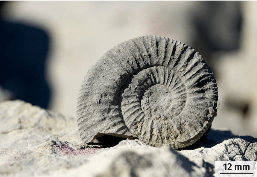 Fossile
