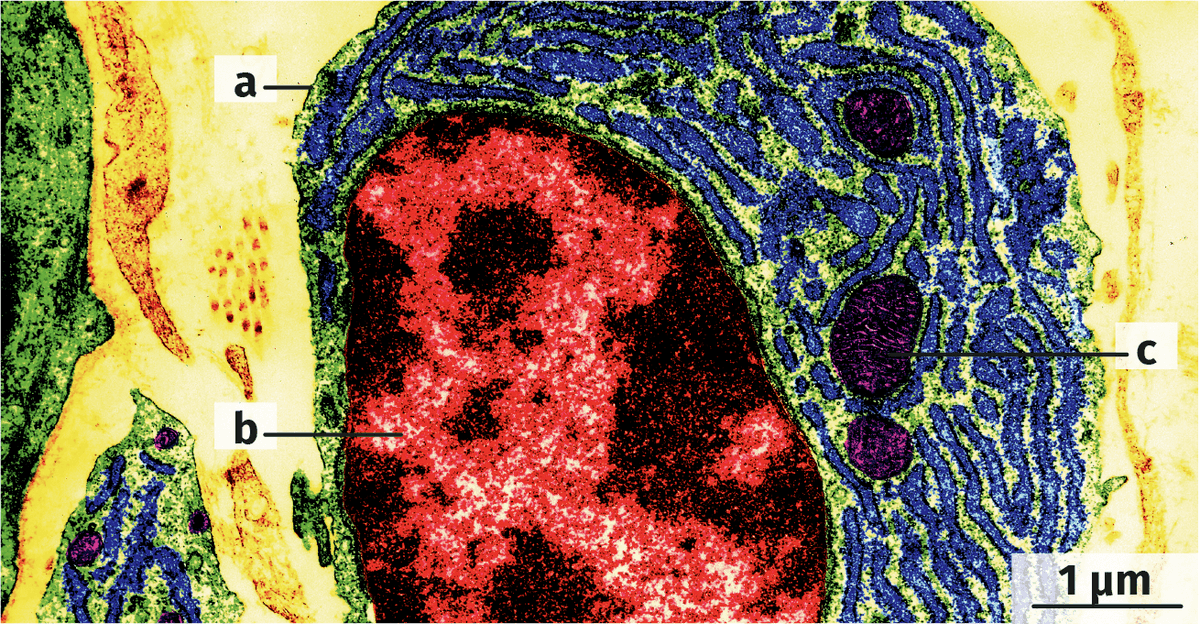  Microphotographie de cellule humaine