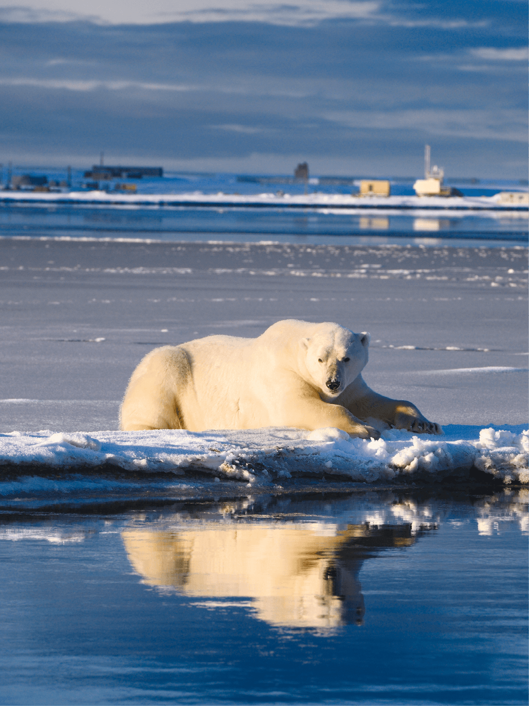 Découvrir Le Dernier Ours De Charlotte Bousquet | Lelivrescolaire.fr