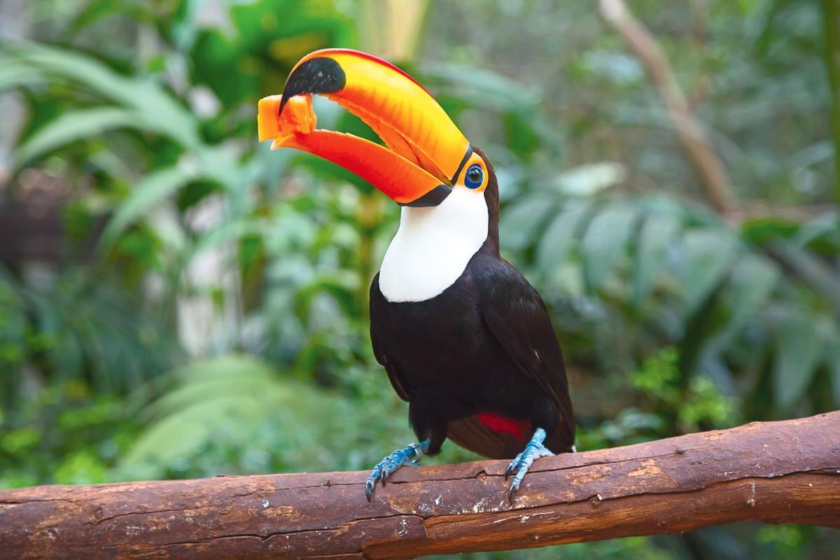Toucan