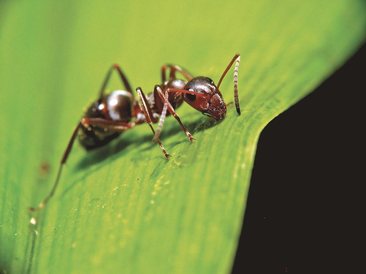 Ex. 11 Une fourmi adoptée