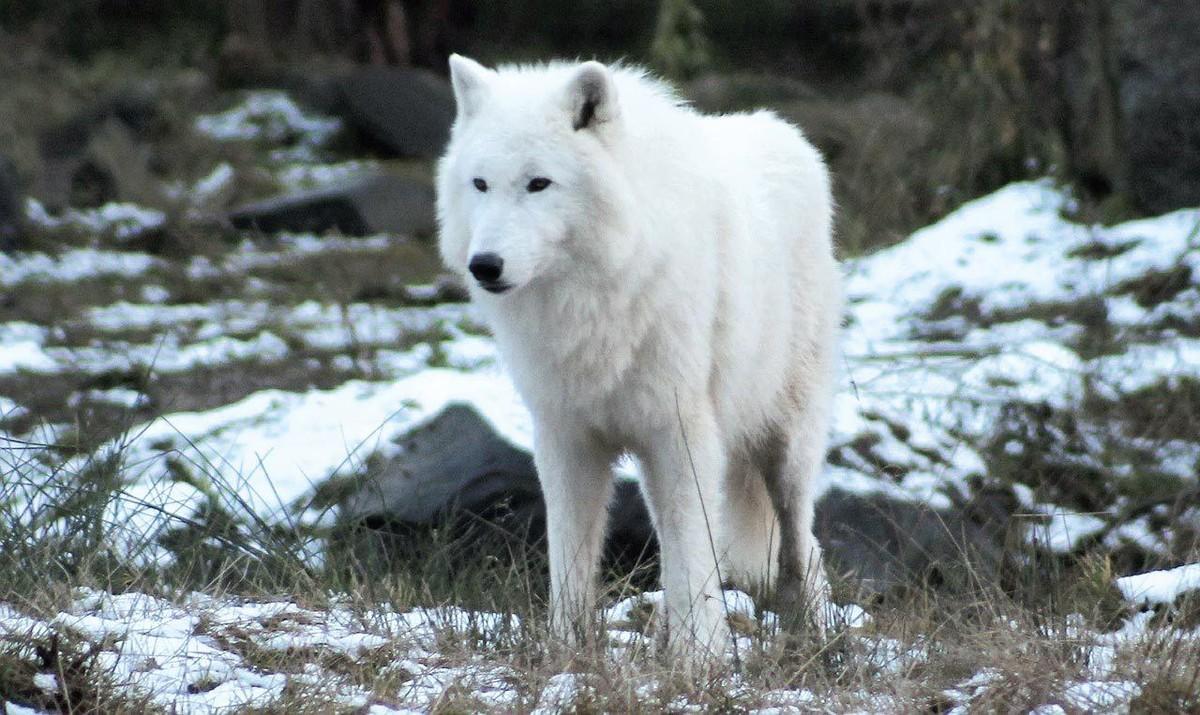 Ex. 13 Loup blanc
