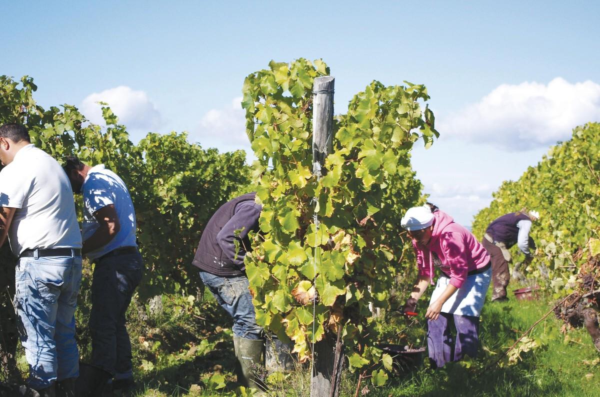 Les vendanges en Dordogne : une récolte manuelle du raisin