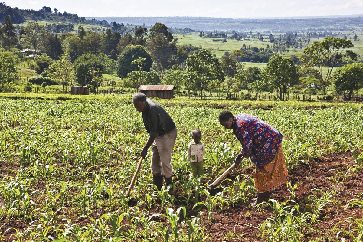 Le désherbage du maïs au Kenya
