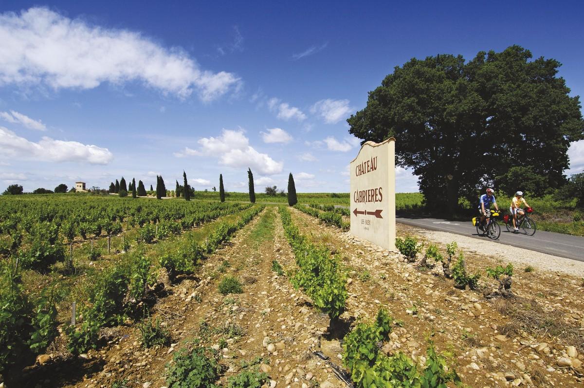 Des vignes en Provence, en France