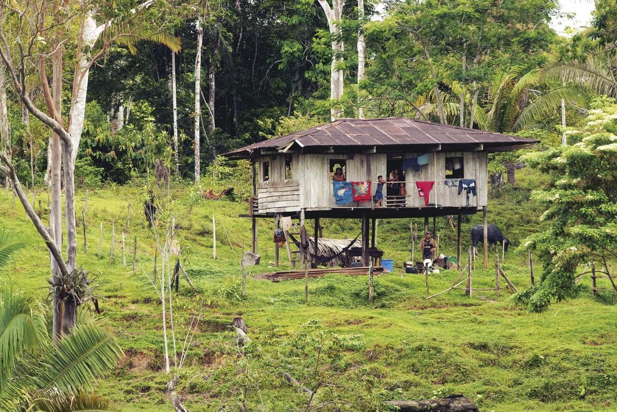 La forêt amazonienne.