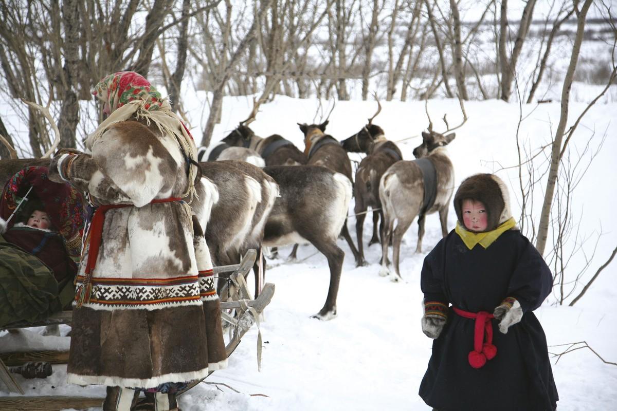 Famille nenet et son troupeau de rennes (région de Yamal, Russie).