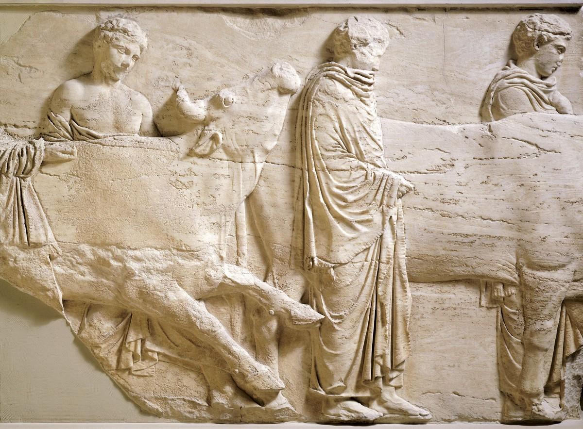 Fragment de la frise des Panathénées : Les bœufs conduits au sacrifice