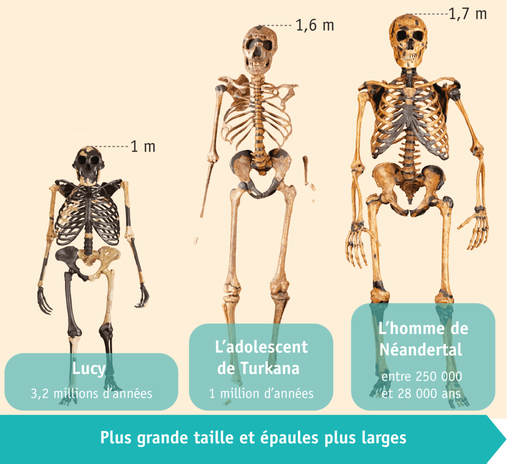 Doc. 3 Les squelettes de différents hommes préhistoriques