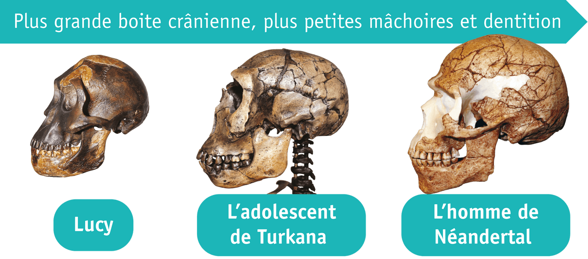 Doc. 1 Les crânes de différents hommes préhistoriques