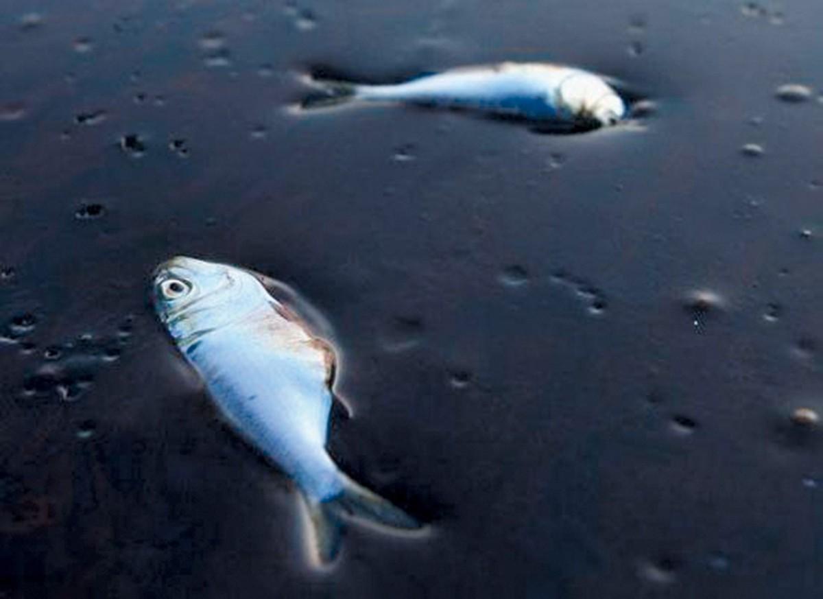 Des poissons intoxiqués par des pluies acides.