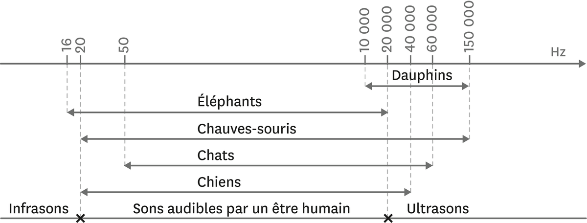 Domaines des sons audibles pour certaines espèces animales.