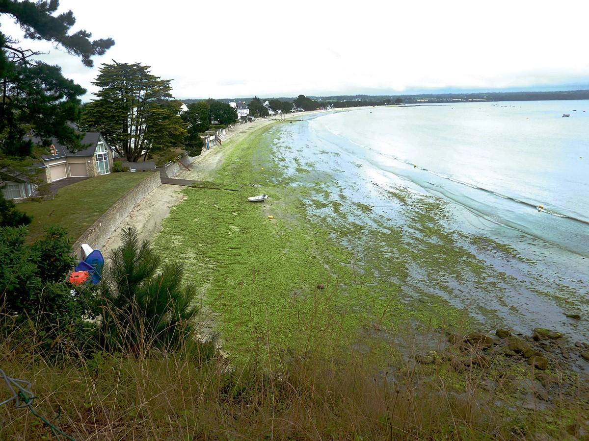 La plage du Cap Coz (Bretagne) envahie par les algues vertes en juillet 2013.