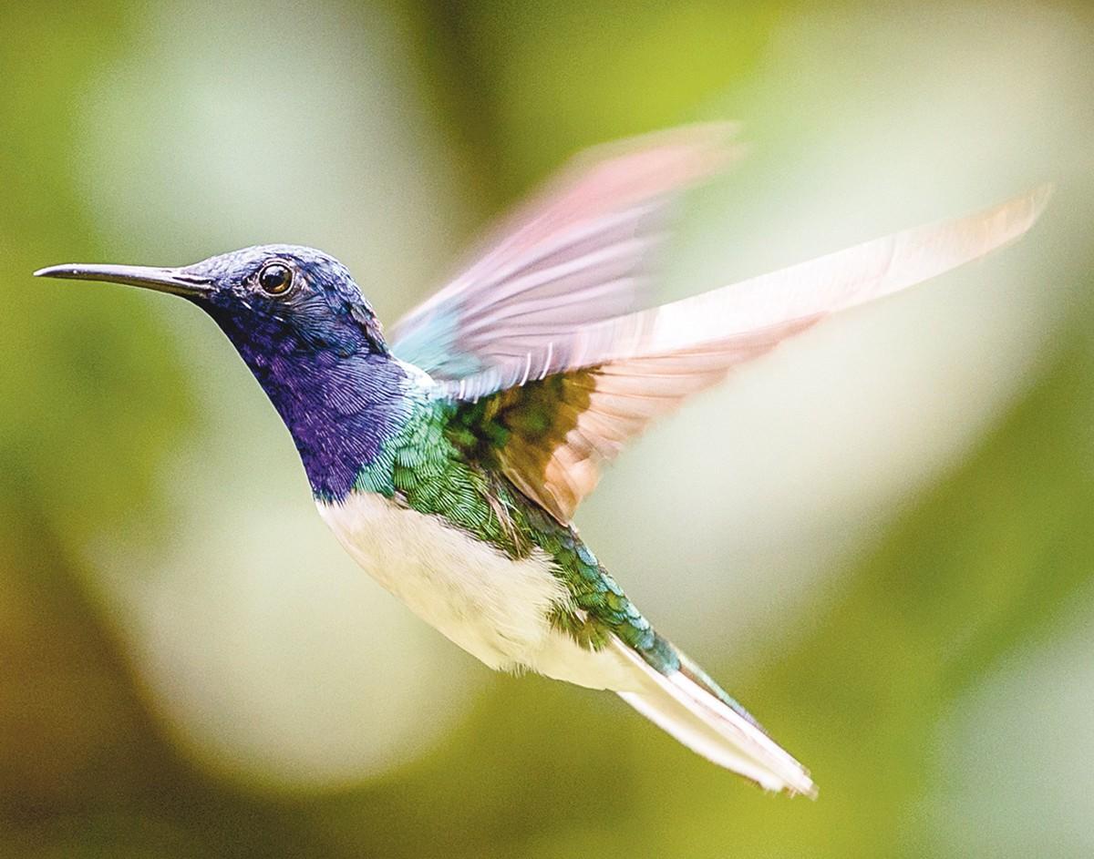 Le vol du colibri.