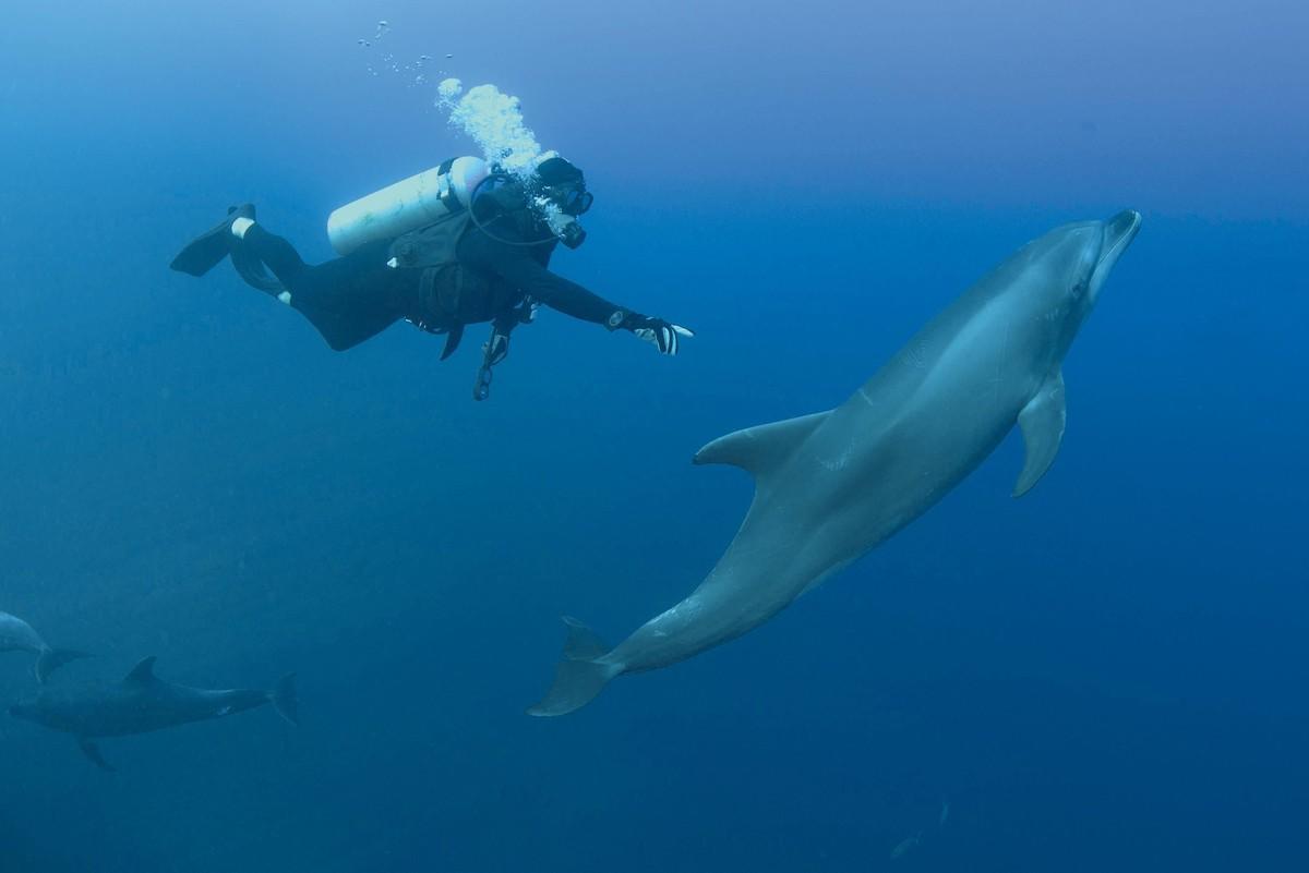 Photo d'un plongeur nageant avec les dauphins