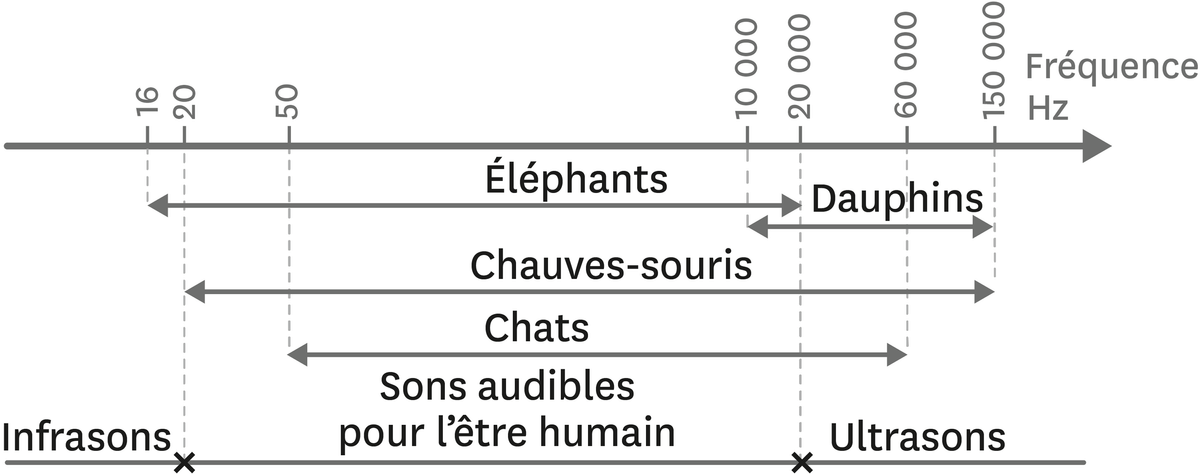 Des domaines audibles différents selon l'espèce.