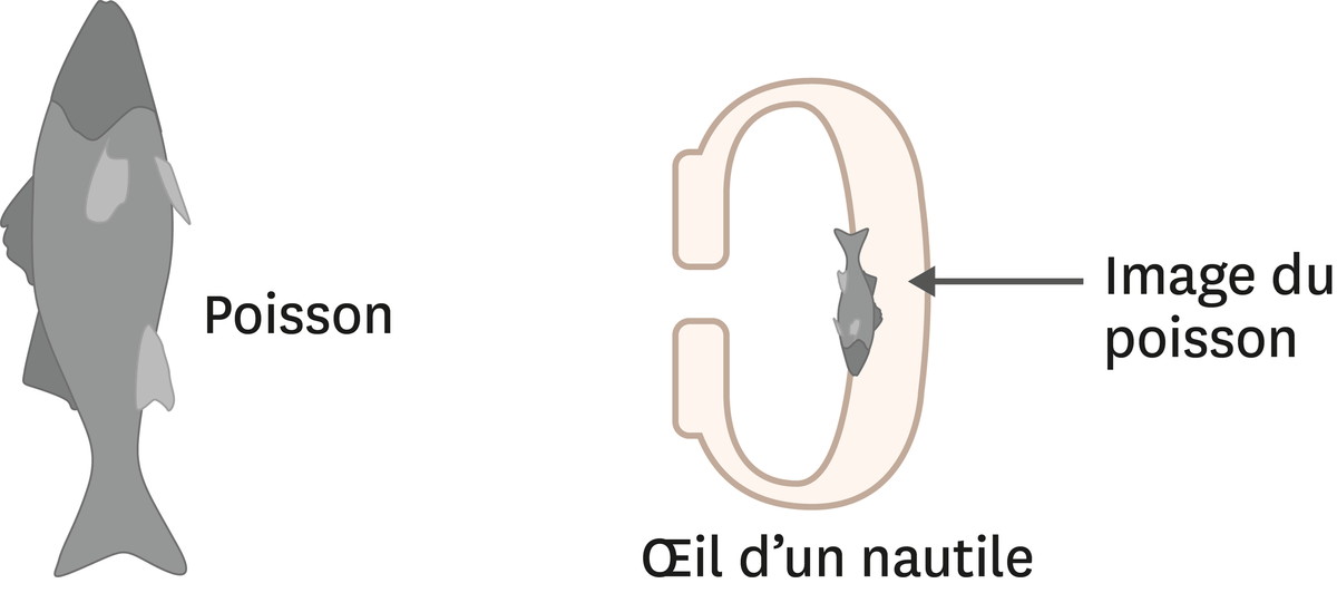 <stamp theme='light-blue2'>Doc. 3</stamp> Œil de nautile.