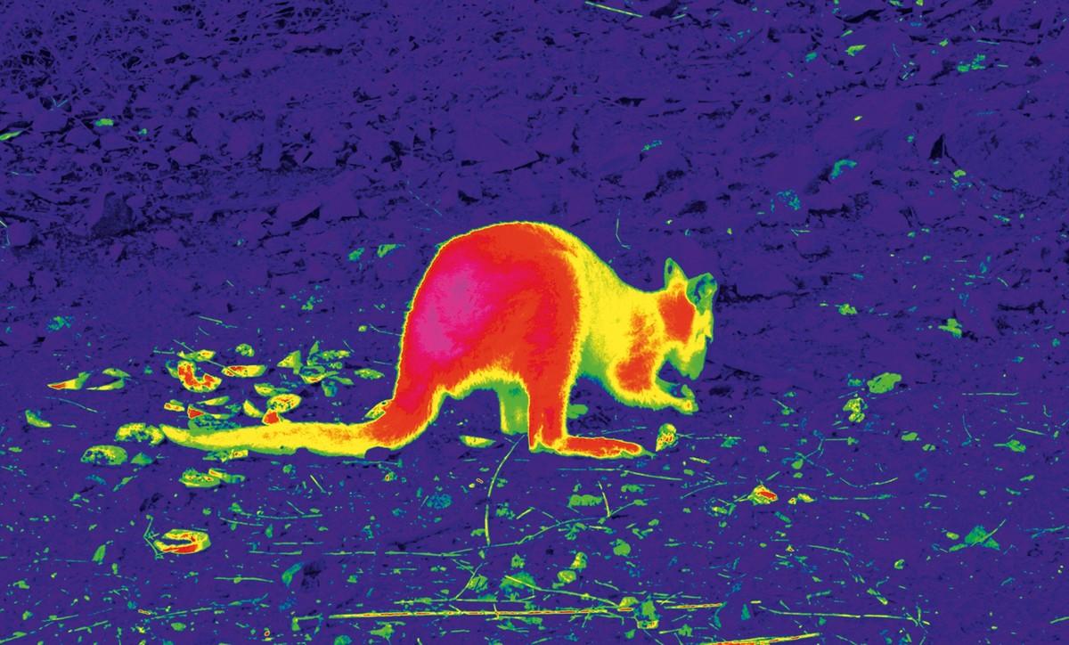 Marsupial à l'infrarouge