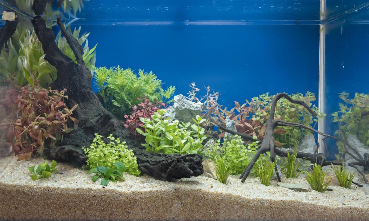 photo aquarium