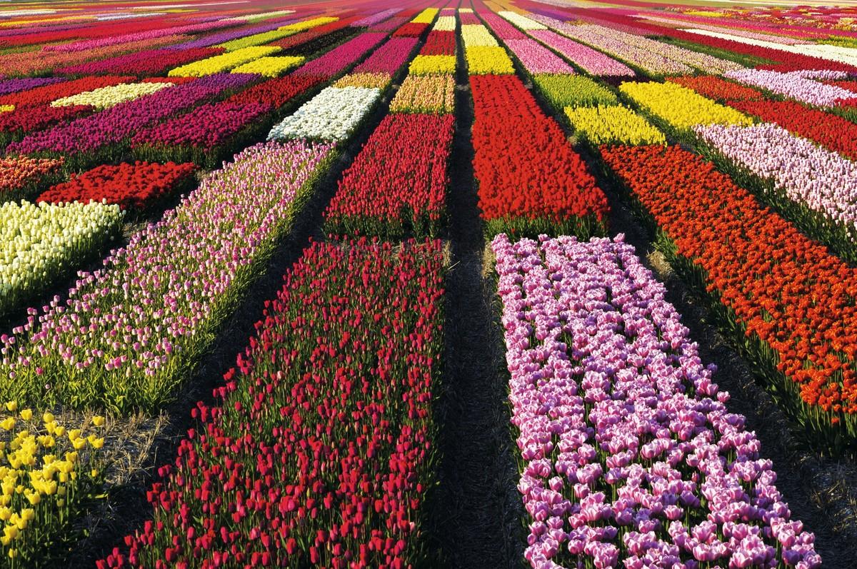 Un champs de plusieurs type de fleurs