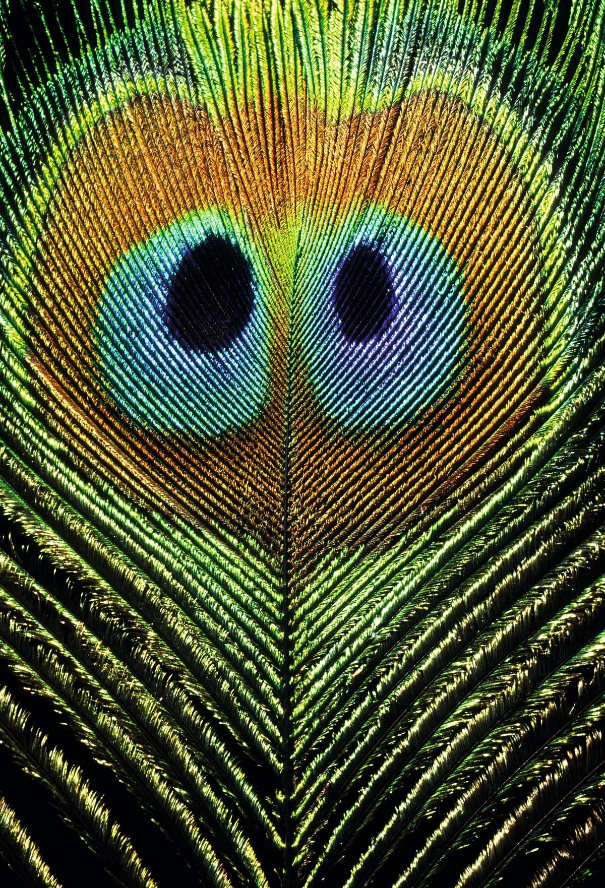 Photo d'une plume de paon