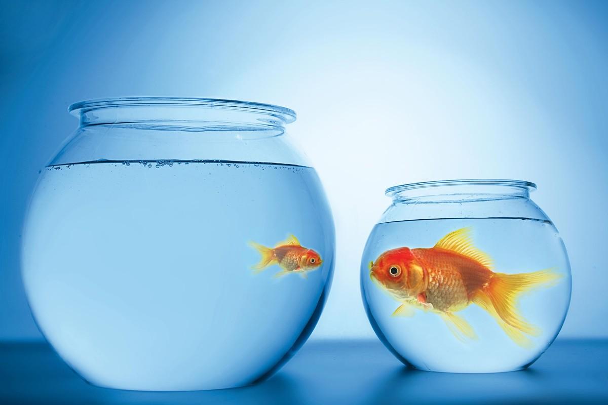 Deux poissons rouges dans des aquariums ronds. Un grand poisson dans un petit aquarium et un petit poisson dans un grand aquarium/ Les deux poissons se regardent.
