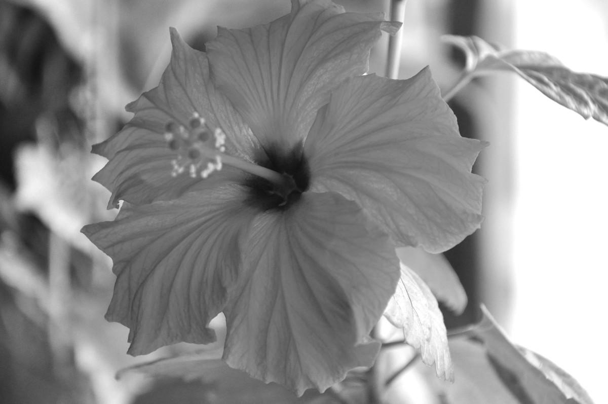 Photographie d'un hibiscus en noir et blanc