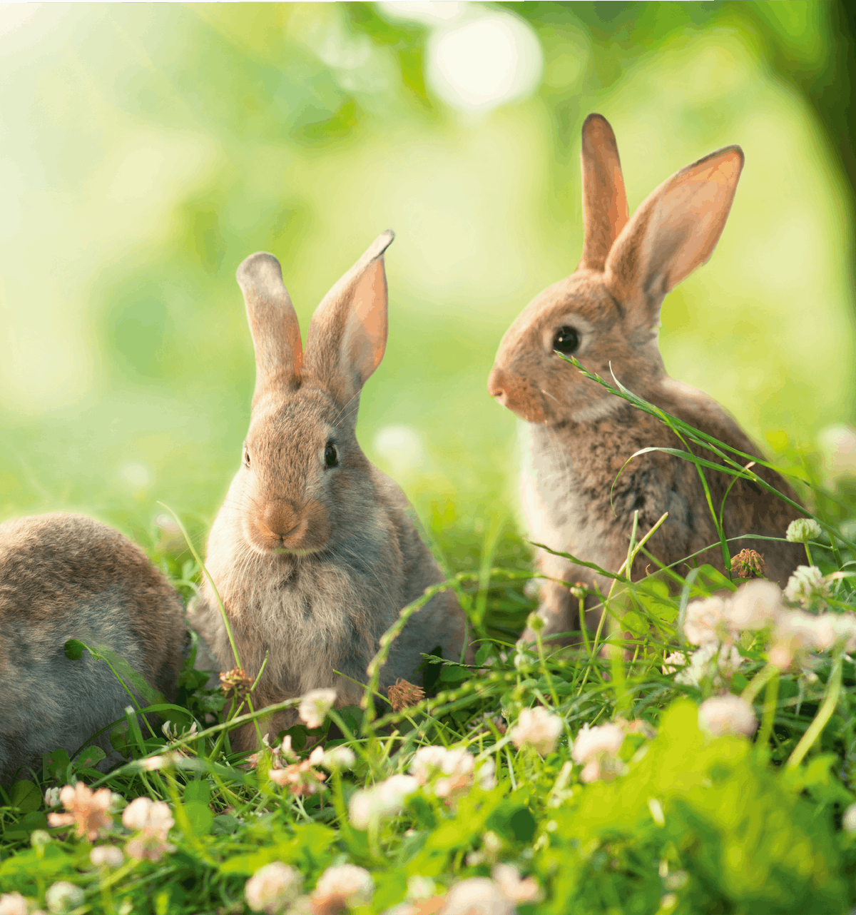 L'évolution d'une population de lapins