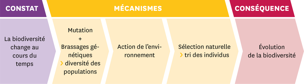 Les idées importantes :
  On constate que la biodiversité change au cours du temps. Cela se fait suite à certains mécanismes : la mutation + le brassage génétique qui crée de la diversité des populations, l'action de l'environnement et la sélection naturelle (= tri des individus). Par conséquent, il y a une évolution de la biodiversité.