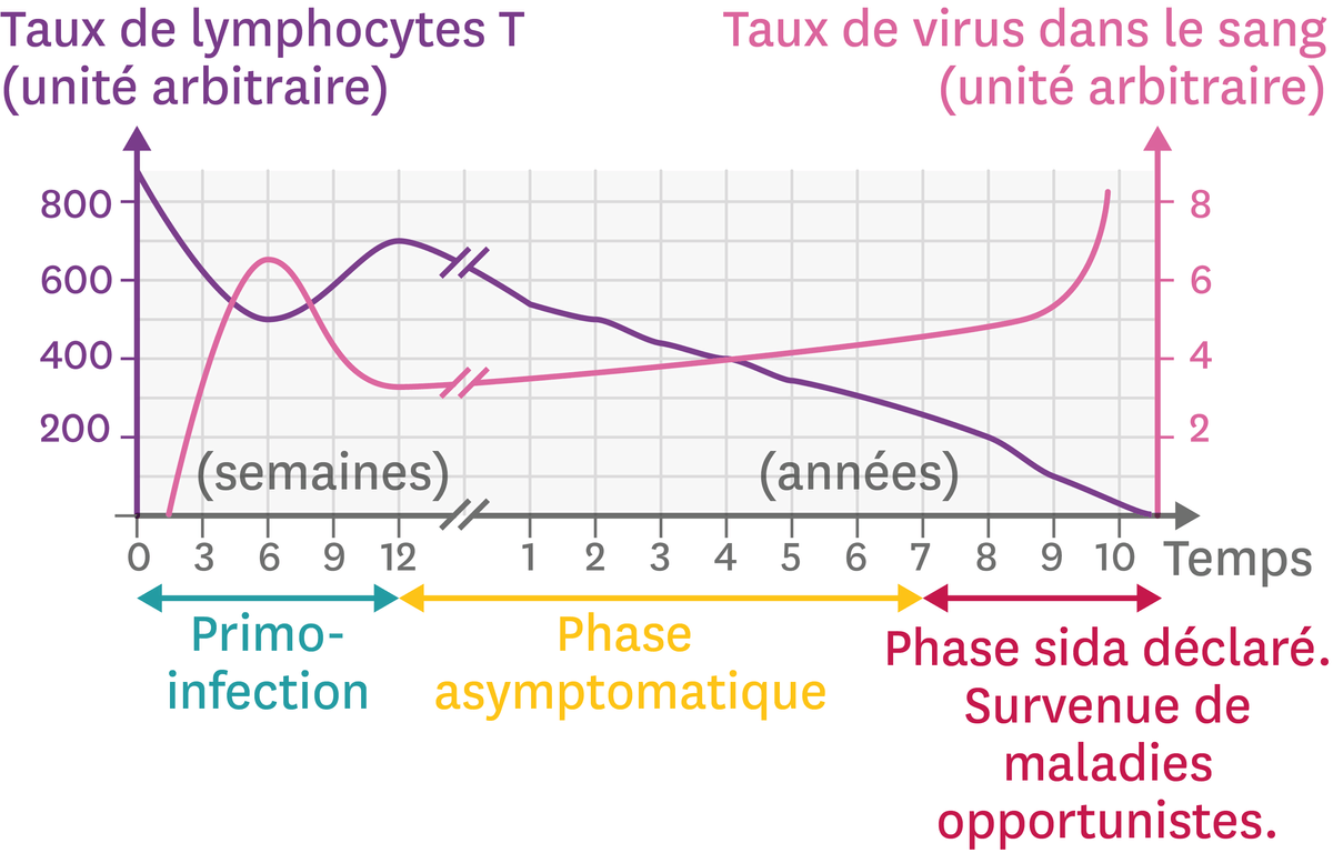 L'évolution de l'infection par le VIH en fonction du temps. En fonction du temps, on différencie 3 phases d'évolution : la primo-infection de 0 à 12 semaines, la phase asymptomatique de 12 semaines à 7 ans et la phase sida déclaré / survenue de maladies opportunistes à partir de 7 ans. On peut observer l'évolution du taux de lymphocytes T qui baisse en fonction du temps et le taux de virus dans le sang qui augmente en fonction du temps