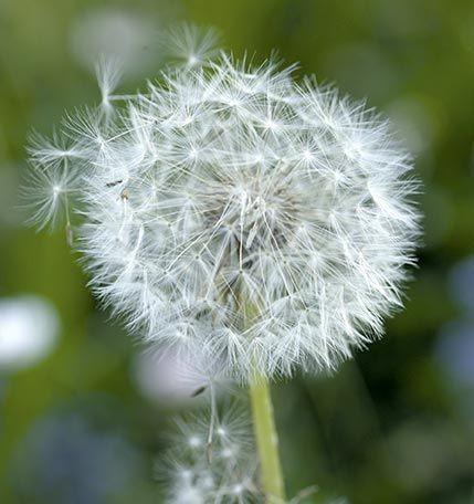 Photographie d'un pissenlit.