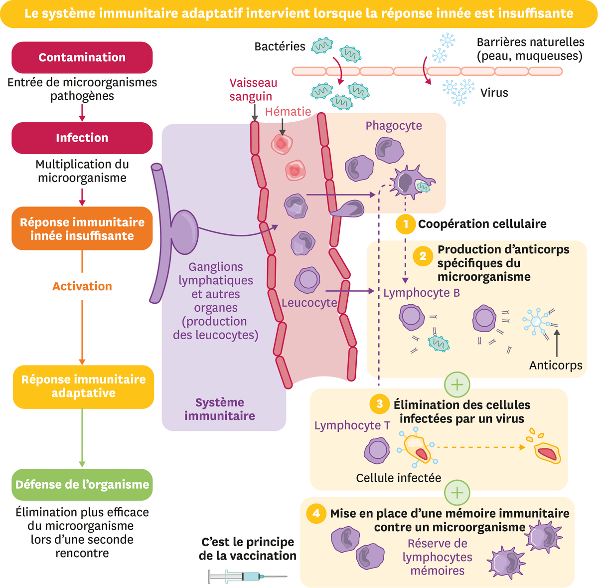 Schéma du système immunitaire adaptif intervient lorsque la réponse innée est insuffisante