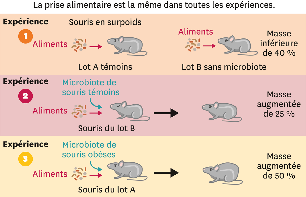 Schéma sur les expériences de transferts de microbiote chez des souris.
