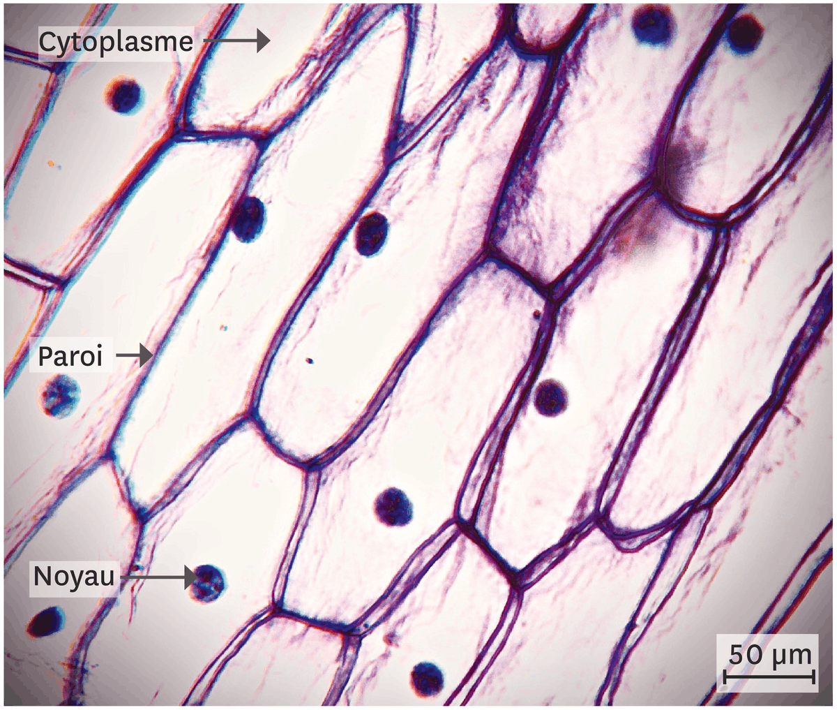 Des cellules d'épiderme d'oignon observées au microscope optique.