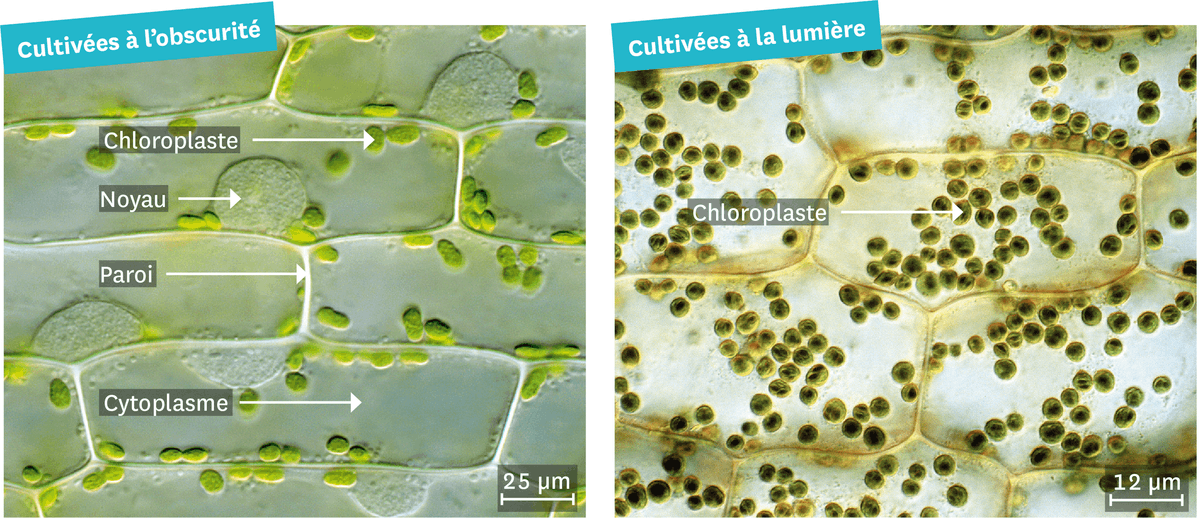 Des cellules de feuille d'élodée observées au microscope optique. Une a été cultivée à l'obscurité : on observe des chloroplastes, des noyaux, les parois et le cytoplasmes. Celle cultivée à la lumière, on y observe deux fois plus de chloroplaste.