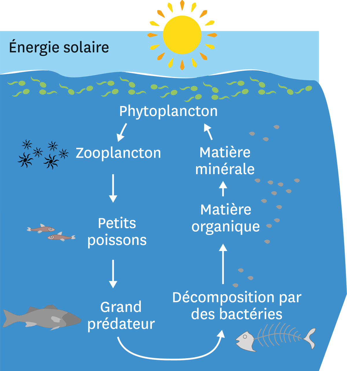 Le fonctionnement simplifié de l'écosystème océanique : les grands le phytoplancton à la surface vit grâce à l'énergie solaire, puis il est mangé par le zooplancton qui est mangé par les petits poissons qui sont mangés par le grand prédateur. A sa mort, le grand prédateur se décompose grâce à des des bactéries, ce qui crée de la matière organique puis de la matière minérale qui permet de nourrir le phytoplancton.