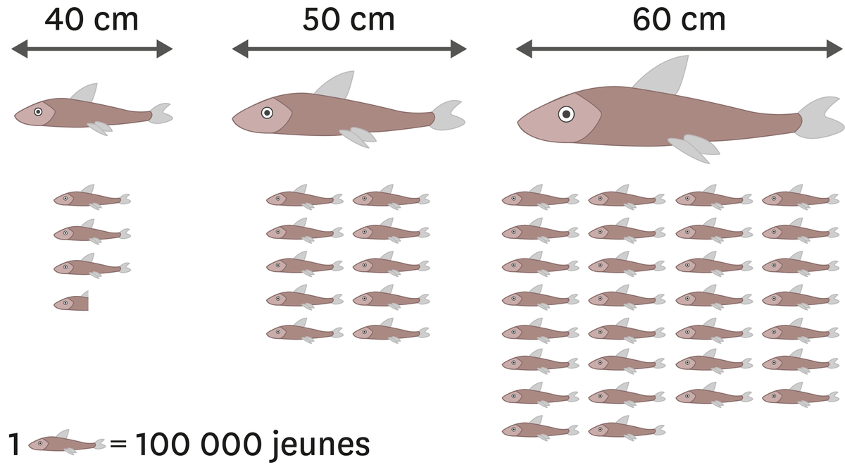 L'effet de la taille des poissons adultes sur leur capacité de reproduction. Plus le poisson est grand, plus il peut se reproduire. 
  Un poisson de 40 cm peut avoir 350 000 jeunes.
  Un poisson de 50 cm peut avoir 1 000 000 jeunes.
  Un poisson de 40 cm peut avoir 3 000 000 jeunes.