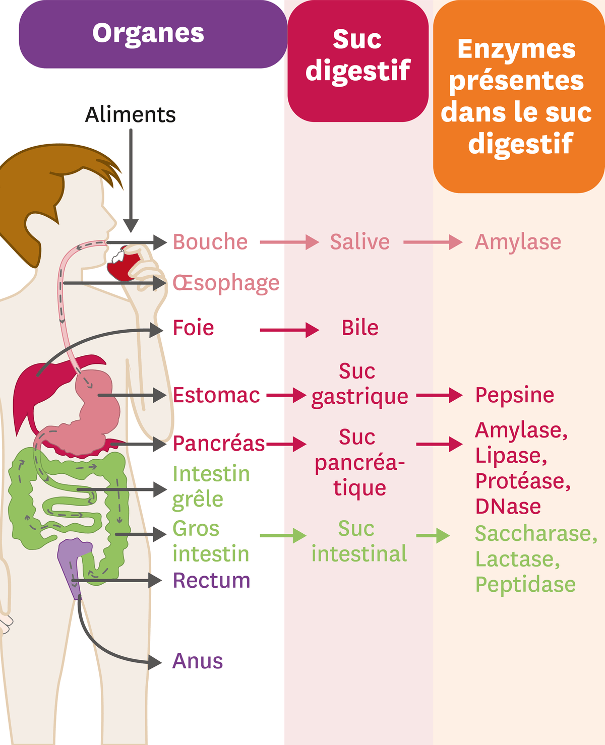 Illustration des organes et du contenu des sucs digestifs.