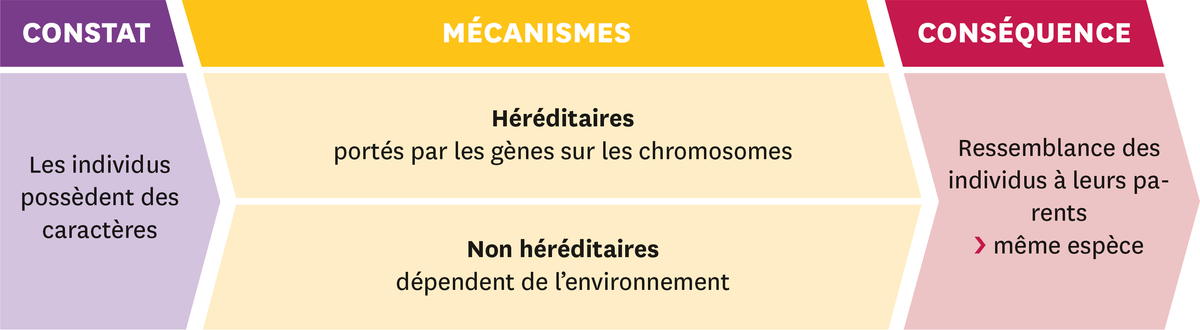Idées importantes: Constat = le sindividus possèdent des caractères. Mécanismes = héréditaires: portés par les gènes sur les chromosomes / non héréditaires: dépendent de l'environnement. Conséquence = Ressemblance des individus à leurs parents > même espèce.